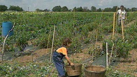 Fermerët amerikanë kundër dëbimit të emigrantëve të paligjshëm që punojnë në&nbsp;bujqësi