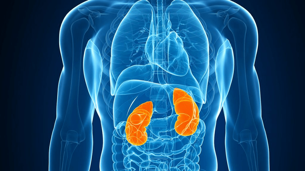 Pse Duhet Kafja për Njerëzit që Vuajnë nga&nbsp;Veshkat